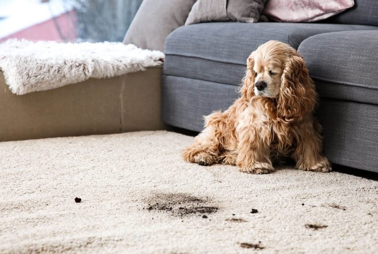 Pet Stains & Odor Removal